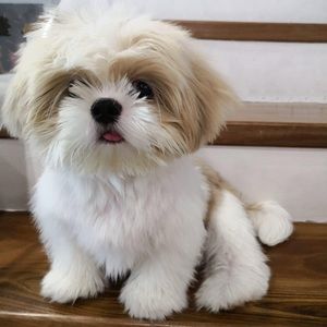 Meet your Posher, Jeremi